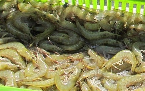 تصویر 2 از خرید میگو پرورشی هرمزگان + قیمت فروش استثنایی